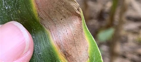 Corn Disease Update July 12 2020 Mississippi Crop Situation