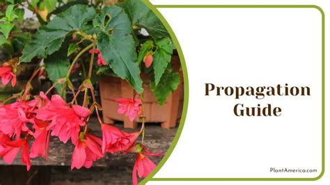 Angel Wing Begonia: Care Guide for This Timeless Classic - Plant America