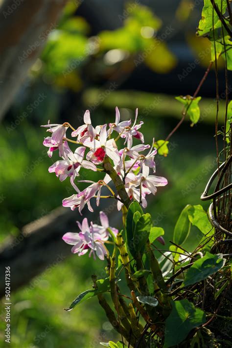 Dendrobium Nobile In A Sunny Garden Stock Photo Adobe Stock