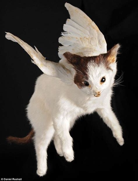 Victorian Taxidermy Animals You Wish Really Existed Taxidermy Art