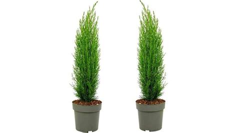 X Cupressus Sempervirens Totem Cm Aanbieding Ibood