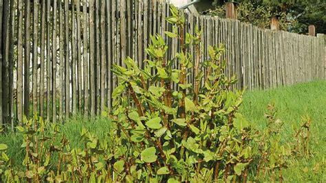 Japanese Knotweed Effect On Farmland And How To Prevent It Farmers