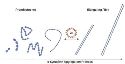 Alpha Synuclein Only Forms Fibrils In Vitro When Larger Than Its