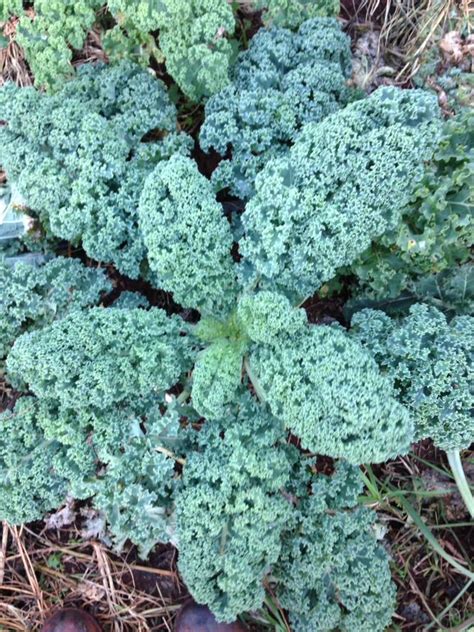 Kale Green Curly Per Bunch Mary Valley Country Harvest Co Operative