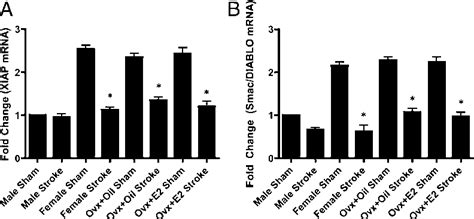 Figure 1 From Mir 23a Regulation Of X Linked Inhibitor Of Apoptosis Xiap Contributes To Sex