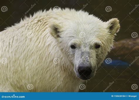 Polar Bear Ursus Maritimus Stock Photo Image Of Fauna 150638184