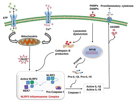 Nlrp3 Inflammasome In Neurodegenerative Encyclopedia Mdpi