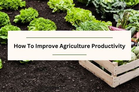 How To Increase Agriculture Productivity Top 5 Proven Tips