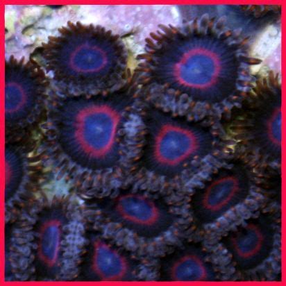 Red Hornet Zoanthids Reef Tank Sea Life Life Aquatic