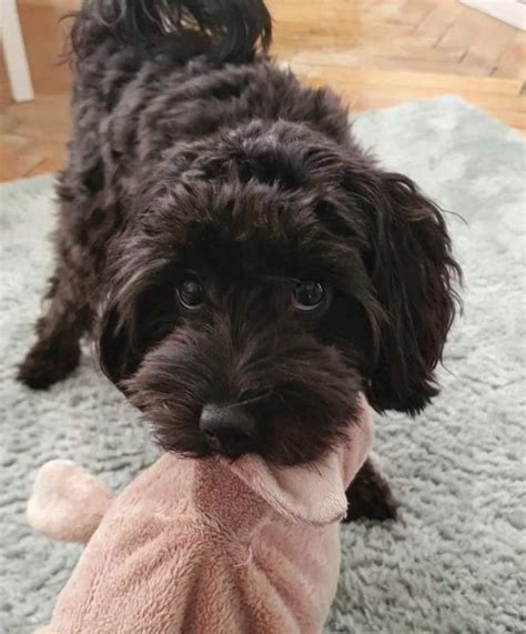 Black Maltipoo Guide Everything You Need To Know