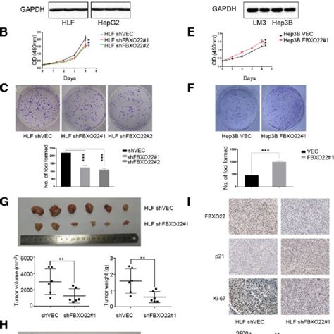 Fbxo Promotes Proliferation And Tumorigenesis Of Hcc Cells In Vitro