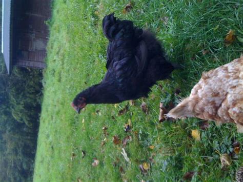 Please Help Sex My Week Old Australorps Backyard Chickens Learn How To Raise Chickens