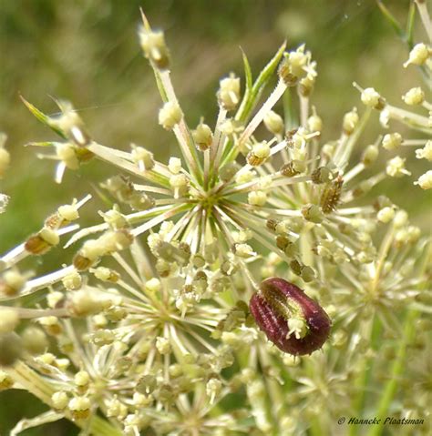 Vroege Vogels Foto Planten Wilde Peen Uitgebloeid 3