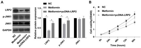 Overexpression Of Lrp Abolished The Inhibitory Effects Of Metformin On