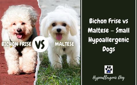 Bichon Frise vs Maltese — Small Hypoallergenic Dogs