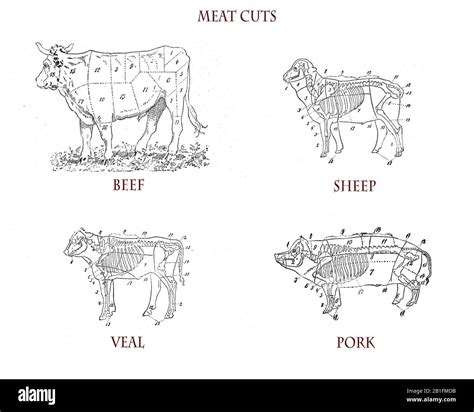 Beef cuts chart Cut Out Stock Images & Pictures - Alamy