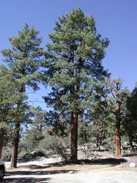 Ponderosa Pine Watters Garden Center