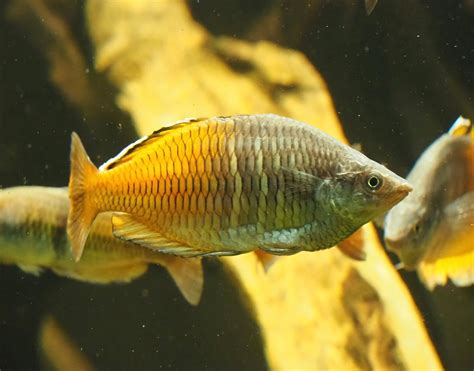Boesemans Rainbowfish Melanotaenia Boesemani 2023 08 17 Zoochat