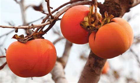 Fresh This Fall Persimmons Edible Indy