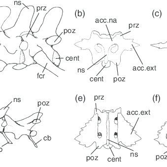 (PDF) Chameleon anatomy