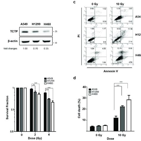 Tctp Expression Inversely Correlates With Sensitivity To γ Radiation In Download Scientific