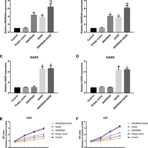 The Expression Of Snord And Gas In The Glioma Tissues And Cells The