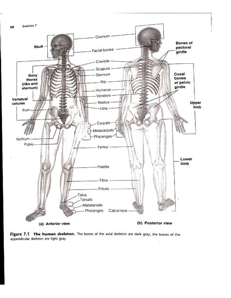 Solution Overview Of The Skeleton Exercise Studypool