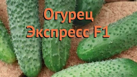 Огурец обыкновенный Экспресс F1 (ekspress f1) 🌿 обзор: как сажать ...