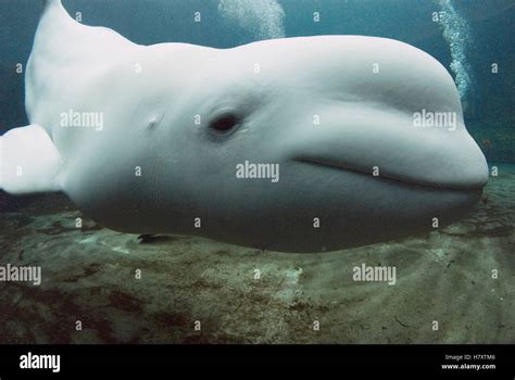 Beluga Delphinapterus Leucas Vancouver Aquarium Canada Stock Photo