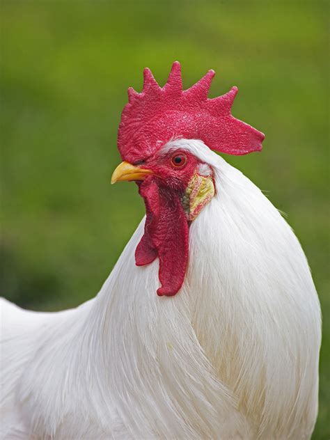 White Leghorn Chicken Breed Guide