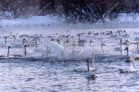 Swan lake winter birds fight — Stock Photo © Iri_sha #98341968