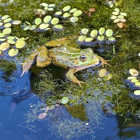 8 Best Oxygenating Pond Plants (Top Species) - Pond Informer