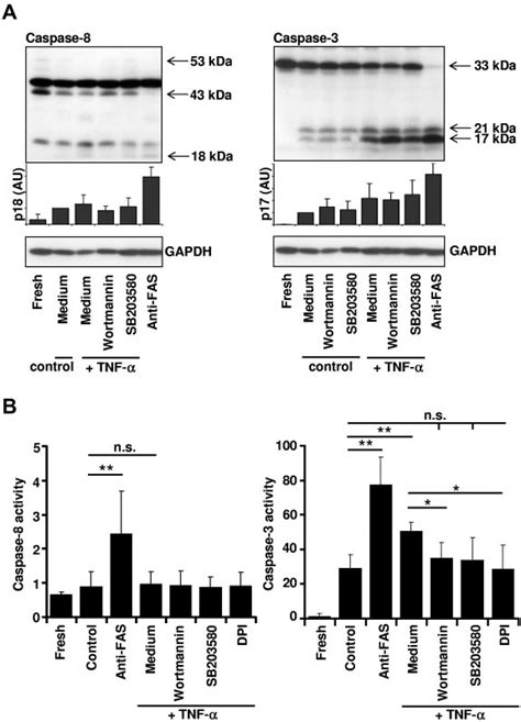 Essential Role Of Ros For Caspase 3 Activity After Tnfstimulation A Download Scientific