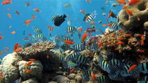 Моря и океаны, омывающие Южную Америку, какие моря и океаны омывают ...