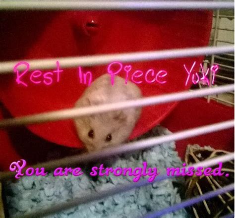 RIP Yuki,My precious Hamster.. by ButlerOfBocchan on DeviantArt