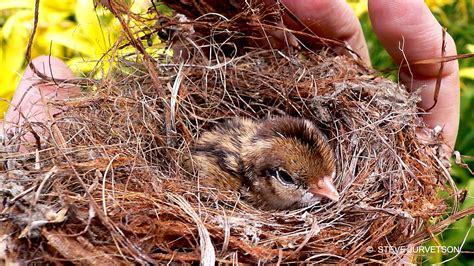 Animal Homes Share Your Photos Of Animal Homes Nature Pbs