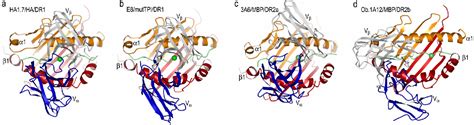 Pdf Tcr Recognition Of Peptide Mhc Class Ii Complexes And