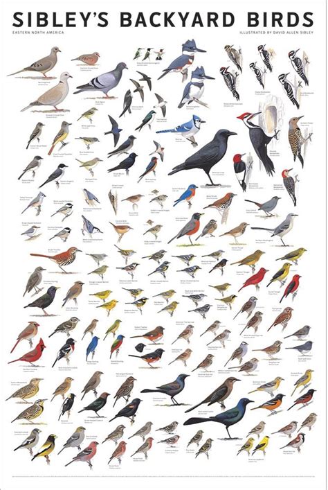 Sibley’s Backyard Birds: Eastern North America Poster – Sibley Guides