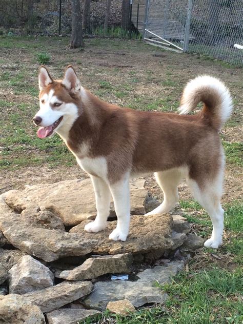 Cute 6 Month Old Siberian Husky - l2sanpiero