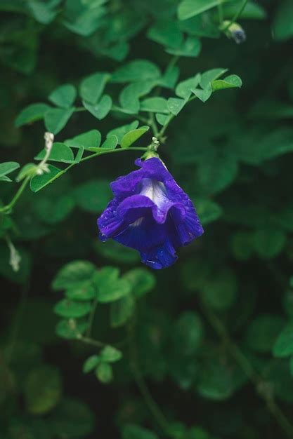 Una flor azul con un centro blanco está en el centro Foto Premium