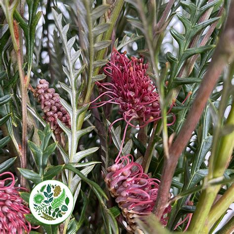 Grevillea Ivanhoe Various Lengths Porters Foliage Ltd