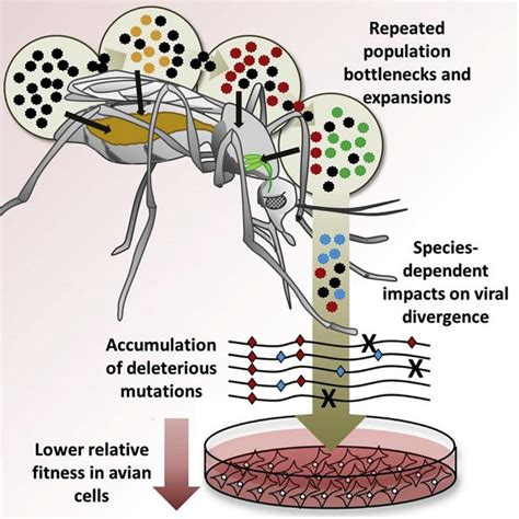 Virus Evolution Differs By Species Of Mosquito Carrier