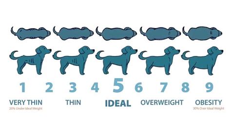 A Comprehensive Overview of the Dog Body Scoring Chart