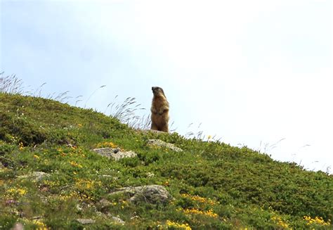 Alpen Murmeltier Alpenmurmeltier Marmota Marmota C Ja Flickr