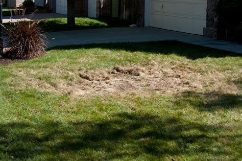 Lawn Grub Management Services in Boulder and Fort Collins