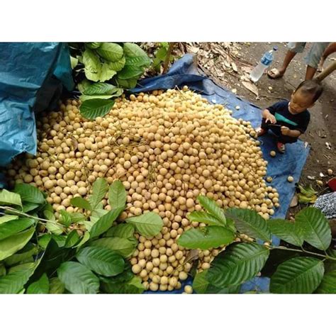 Jual Buah Duku Palembang Kg Shopee Indonesia