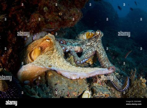 Octopus vulgaris mating hi-res stock photography and images - Alamy