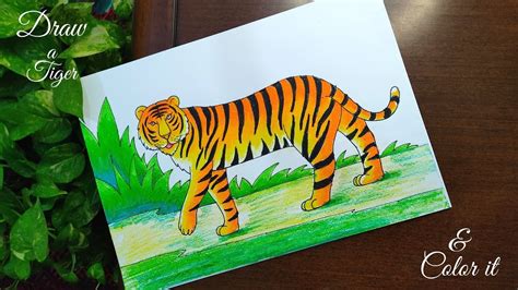 how to draw a tiger draw royal bengal tiger tiger drawing বঘ