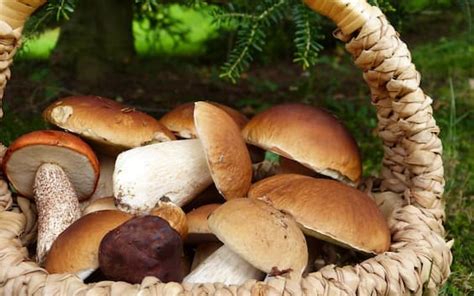 Come Cucinare I Funghi Porcini Idee