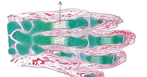 Sos Biologia Celular Y Tisular Tejido Oseo Osificacion 1 Bone Tissue Ossification